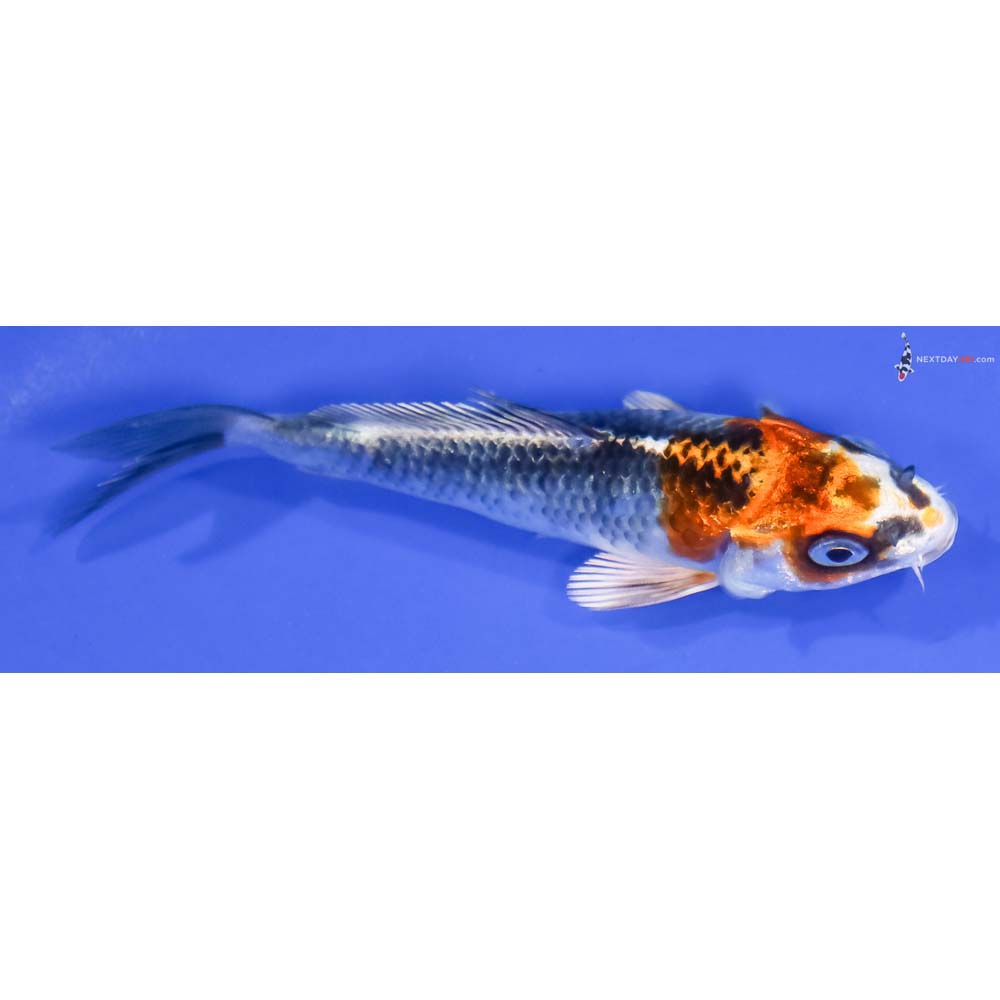 4” Imported Kujaku - Image 2