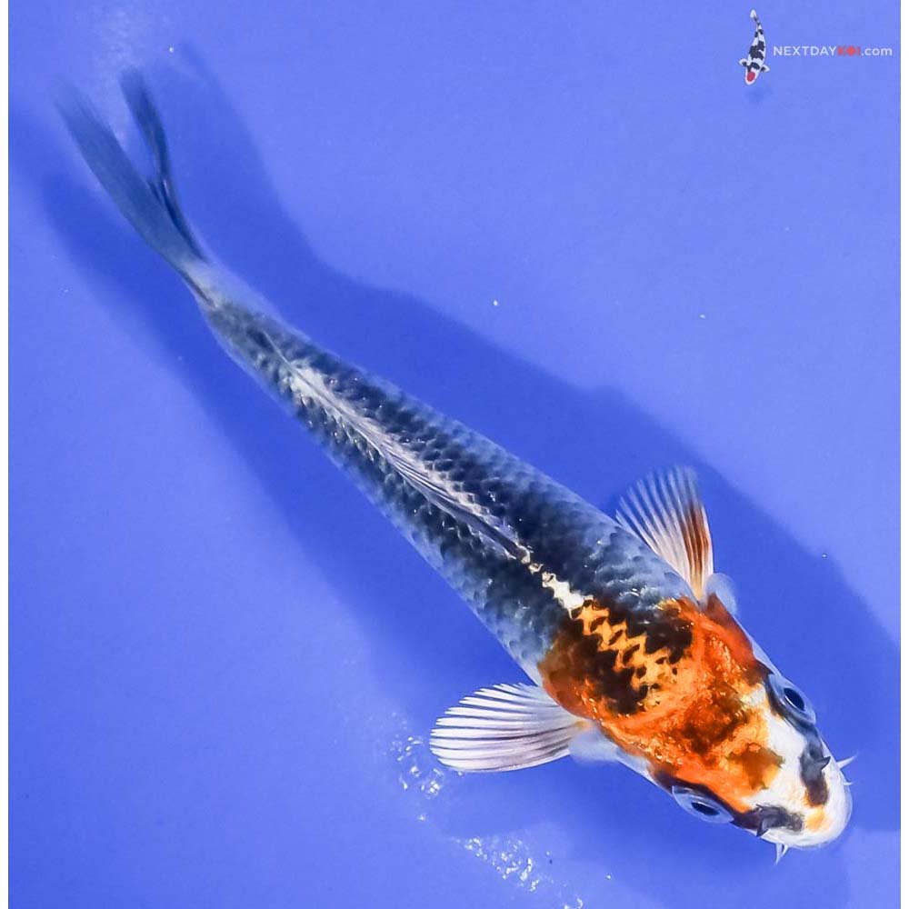 4” Imported Kujaku - Image 3