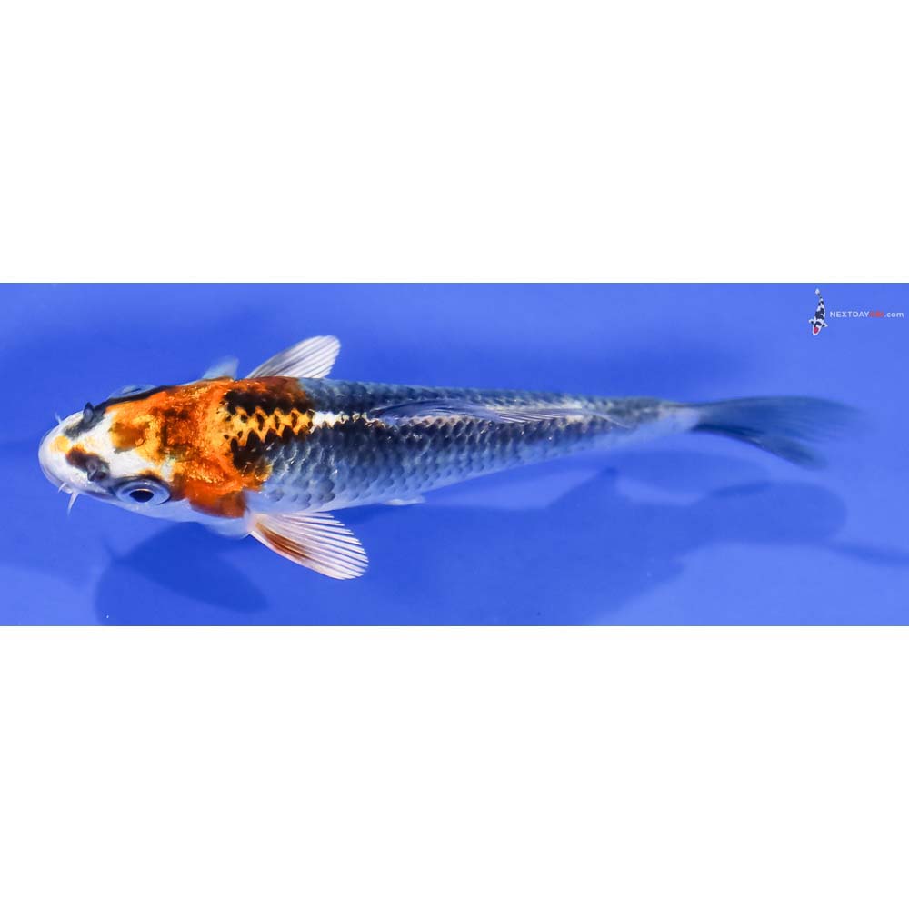 4” Imported Kujaku - Image 4