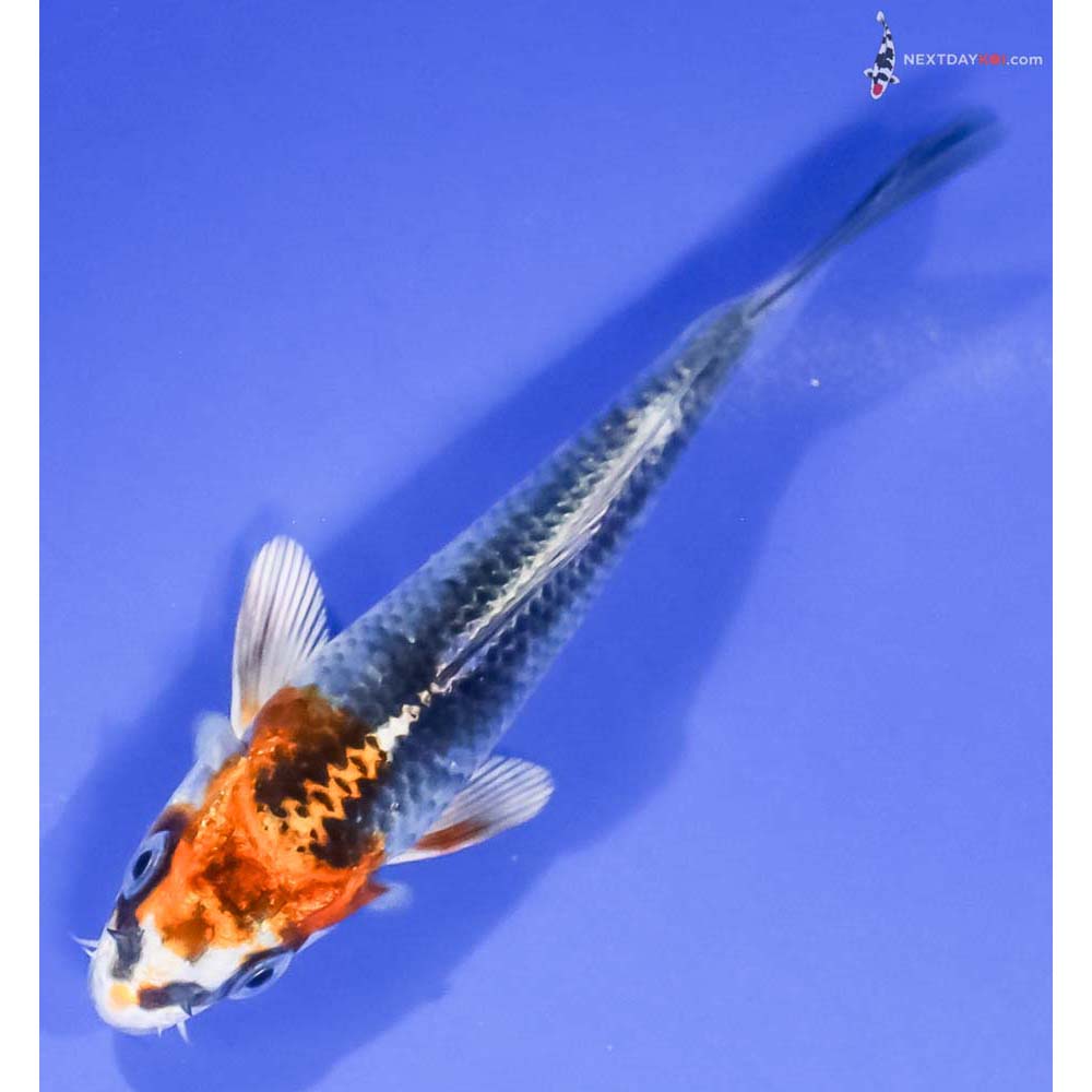 4” Imported Kujaku - Image 5