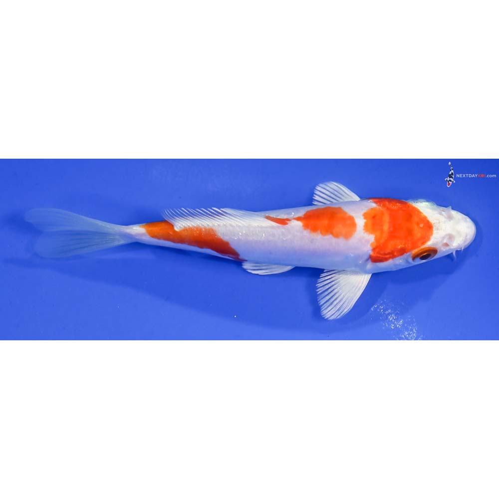 4” Imported Kikusui - Image 2