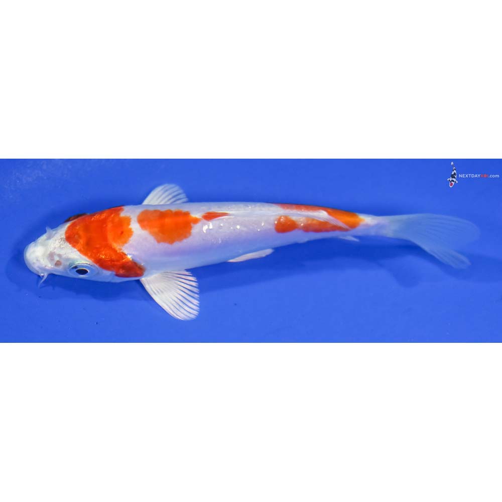 4” Imported Kikusui - Image 4