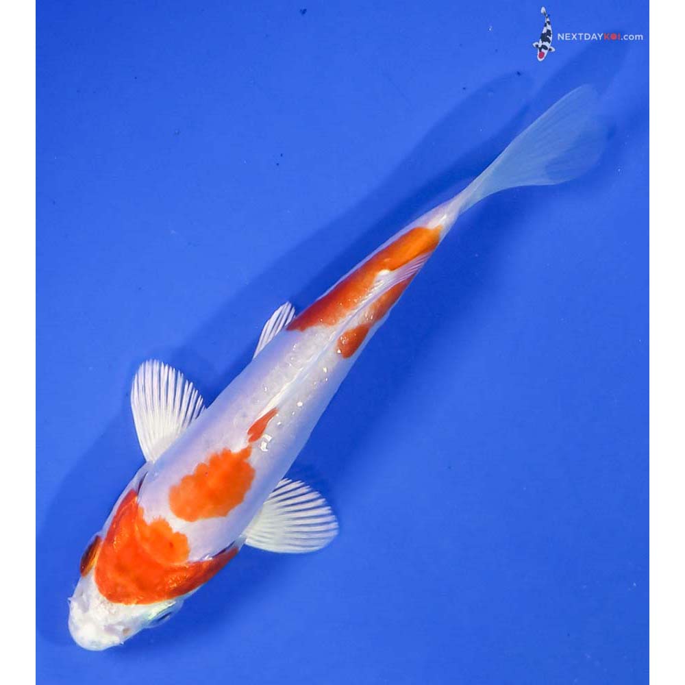 4” Imported Kikusui - Image 5