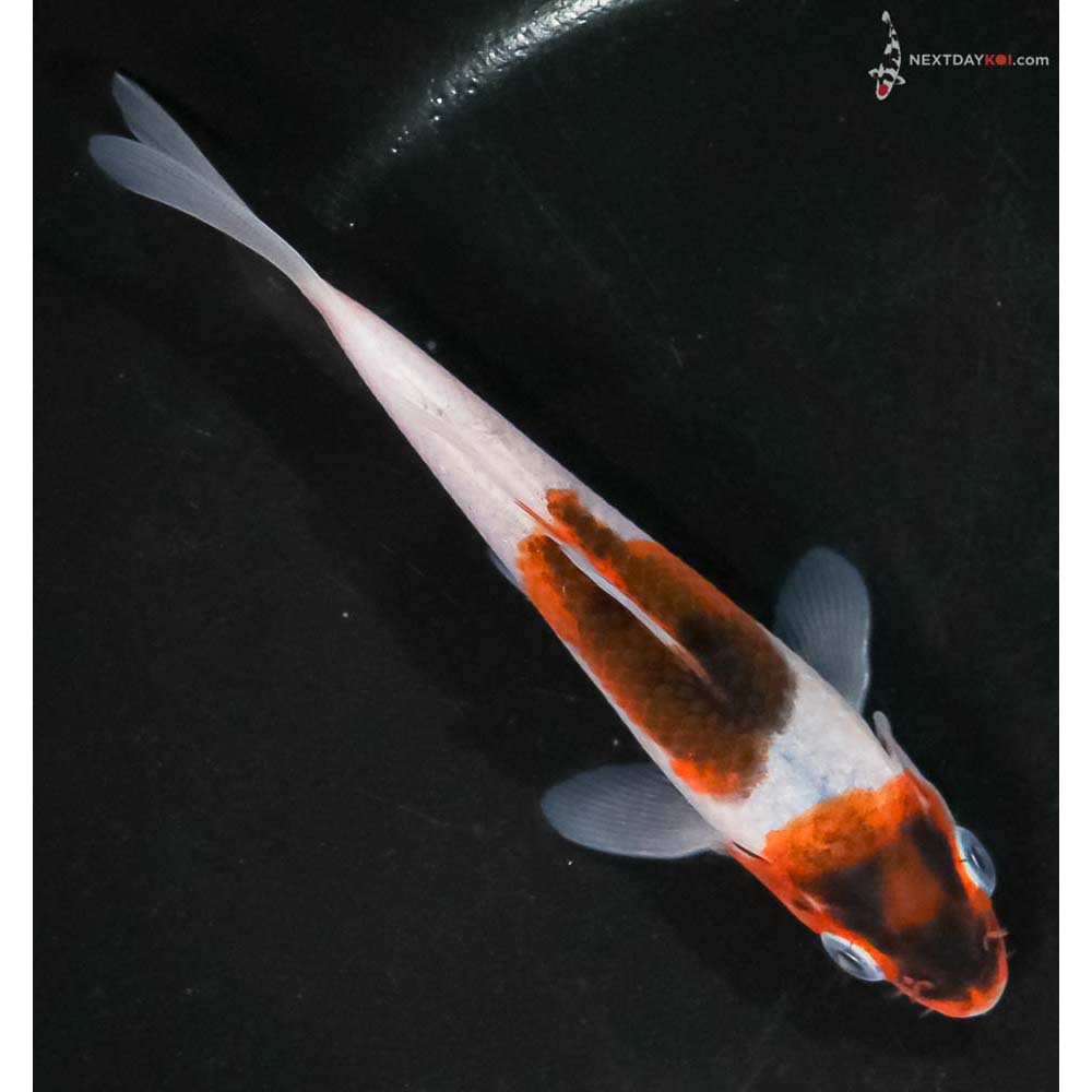 4.5” Imported Goromo - Image 3