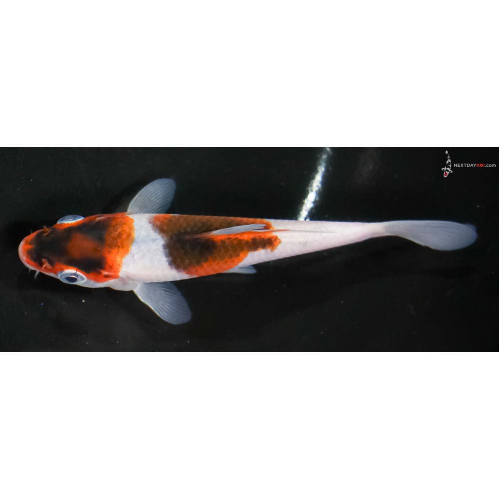 4.5” Imported Goromo - Image 4