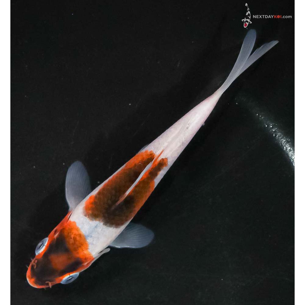 4.5” Imported Goromo - Image 5