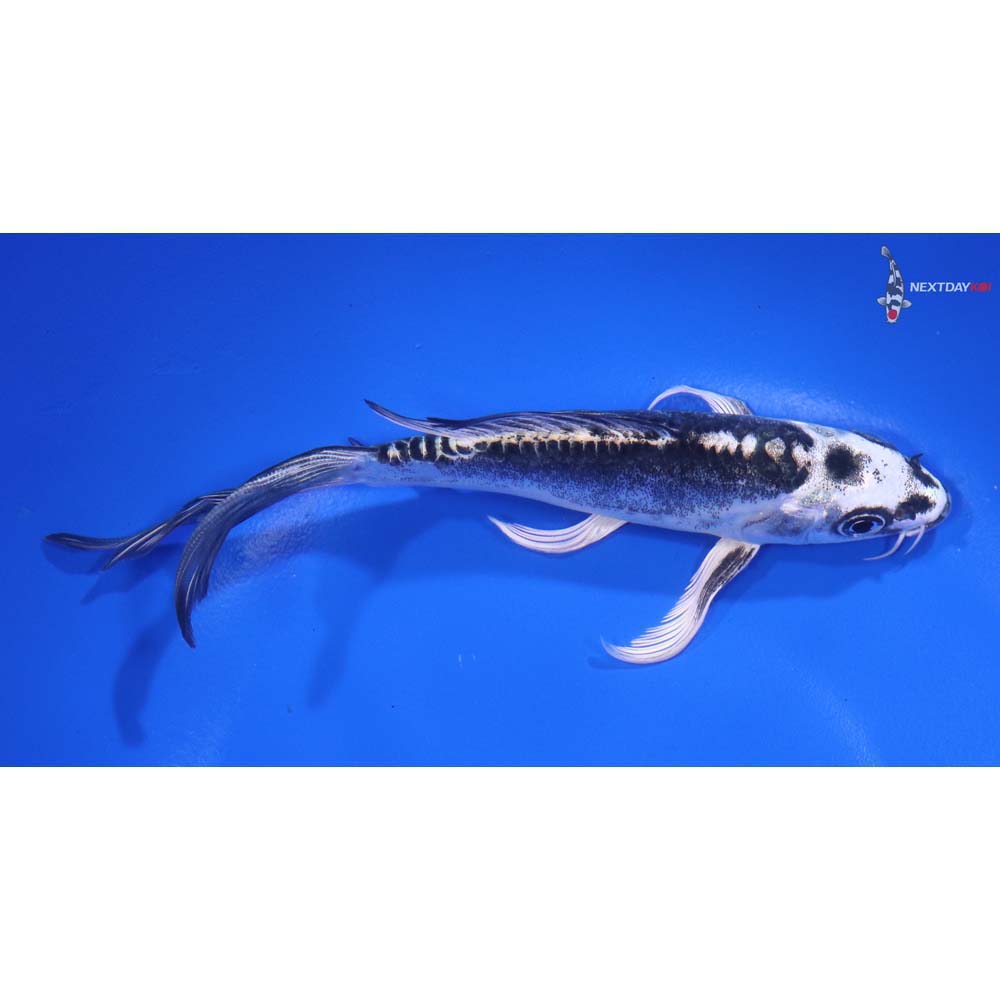 6” Imported Kikokuryu Butterfly Koi - Image 2