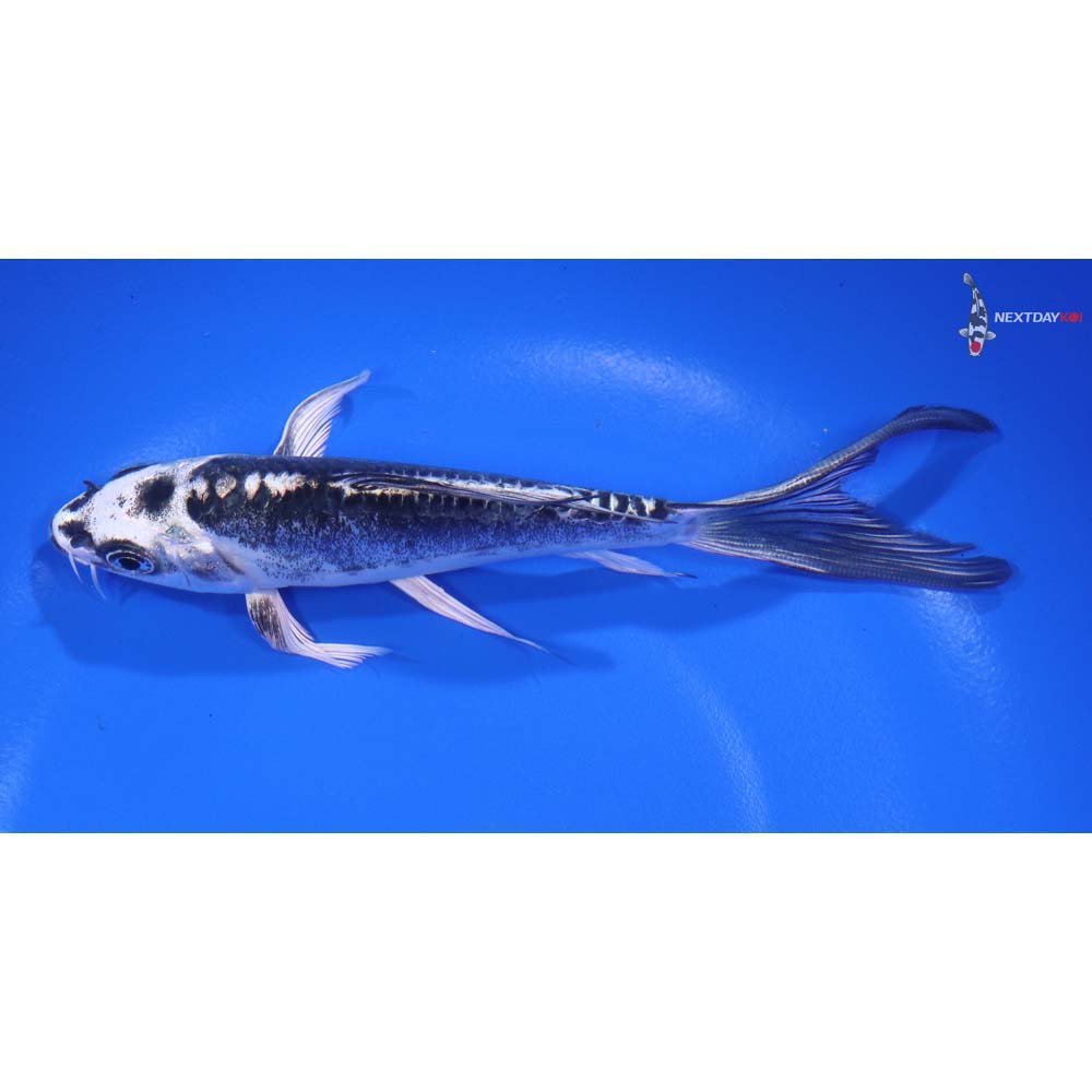 6” Imported Kikokuryu Butterfly Koi - Image 4
