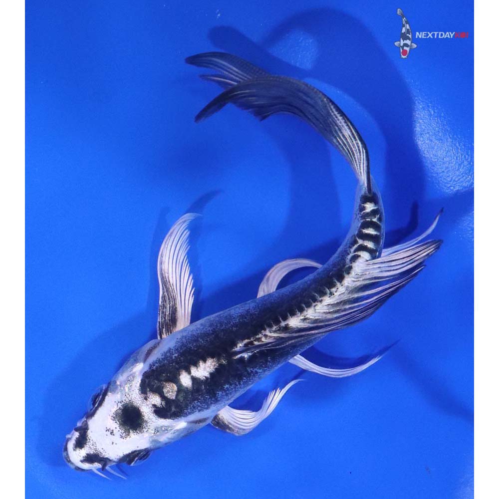 6” Imported Kikokuryu Butterfly Koi - Image 5