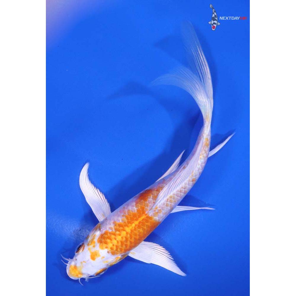 5.5” Imported Hariwake Butterfly Koi