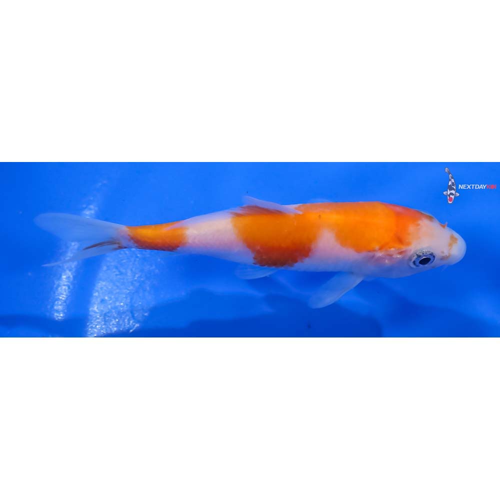 3.5” Imported Kohaku - Image 2