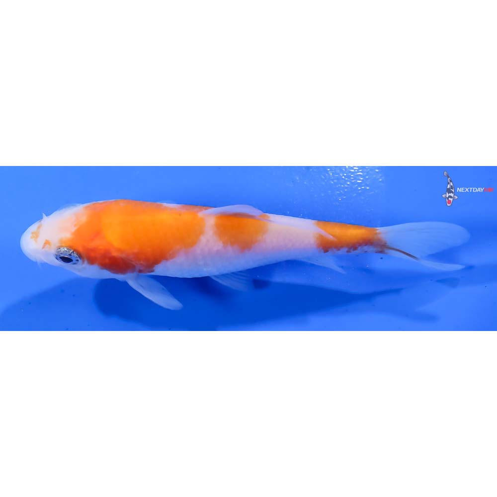 3.5” Imported Kohaku - Image 4