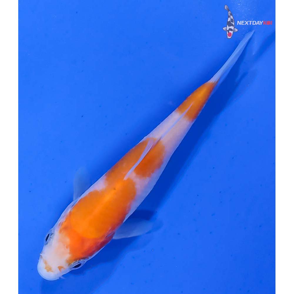 3.5” Imported Kohaku - Image 5