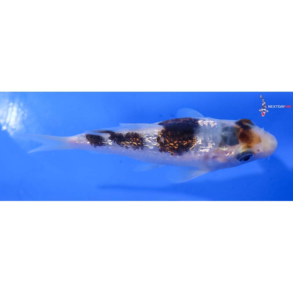 3.5” Imported Gin Rin Goromo - Image 2