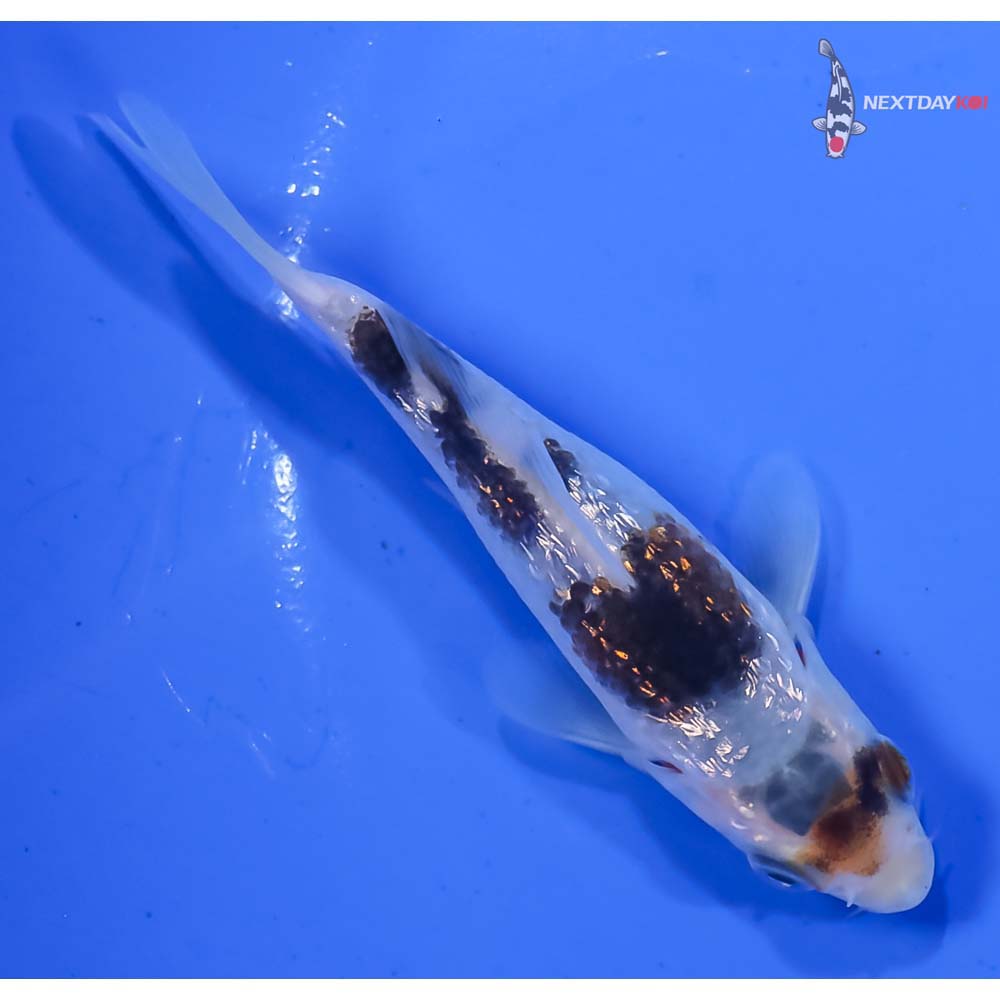 3.5” Imported Gin Rin Goromo - Image 3