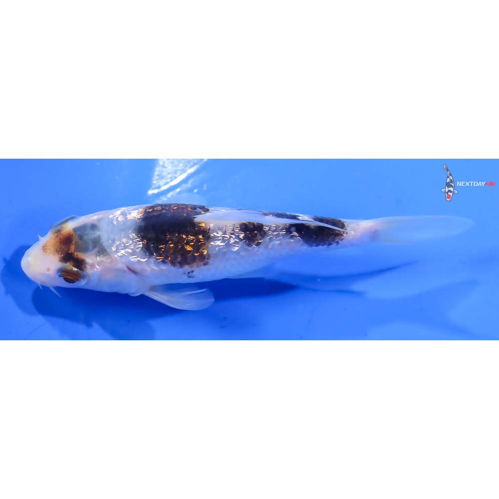 3.5” Imported Gin Rin Goromo - Image 4