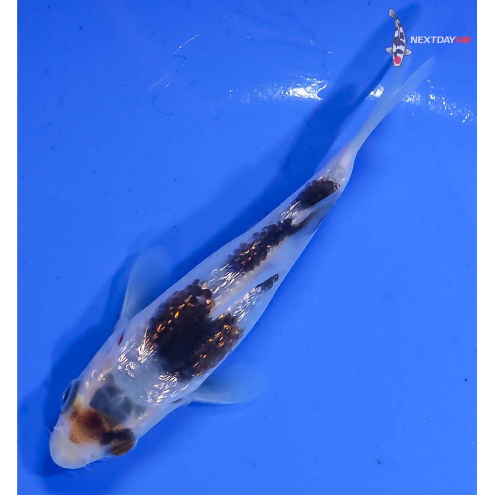 3.5” Imported Gin Rin Goromo - Image 5