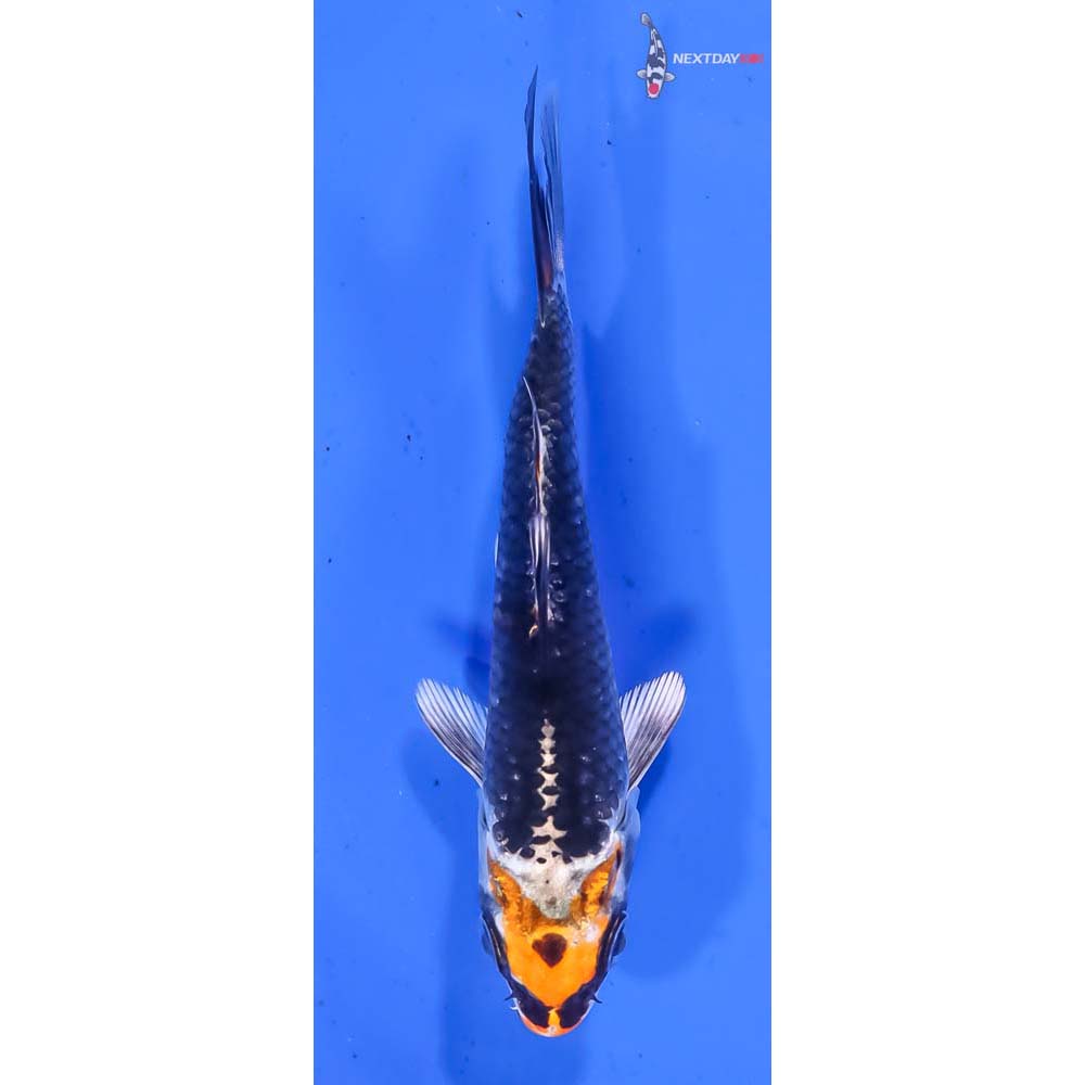 4.5” Imported Kujaku