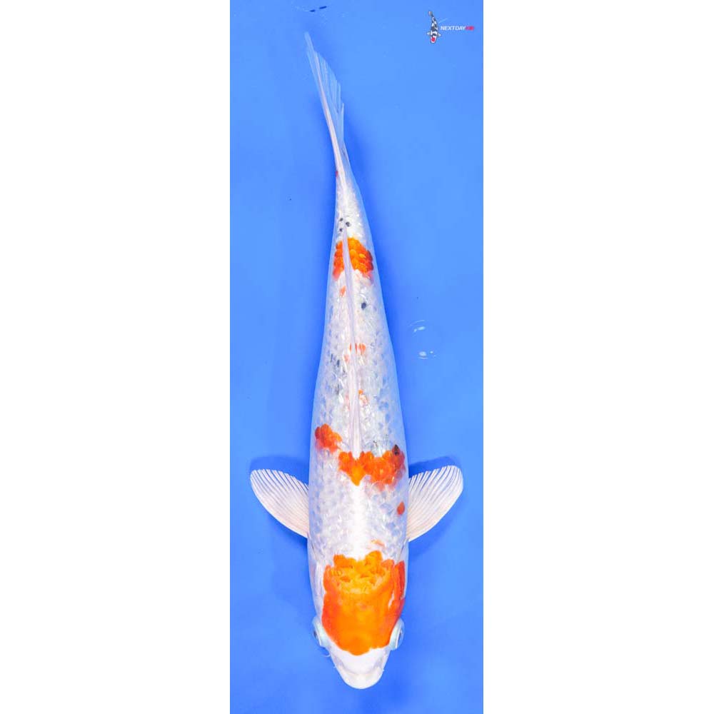 11” Imported Female Gin Rin Hariwake