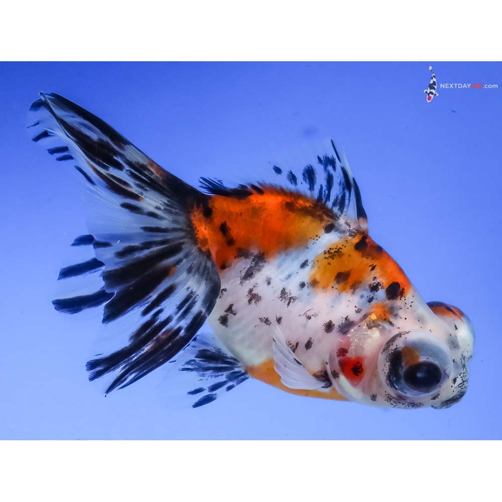 4” Imported Calico Butterfly Tail - Image 2