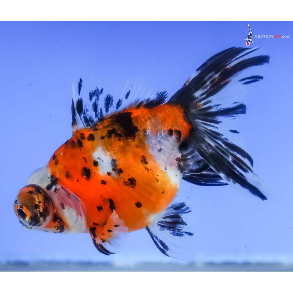 4” Imported Calico Butterfly Tail - Image 3