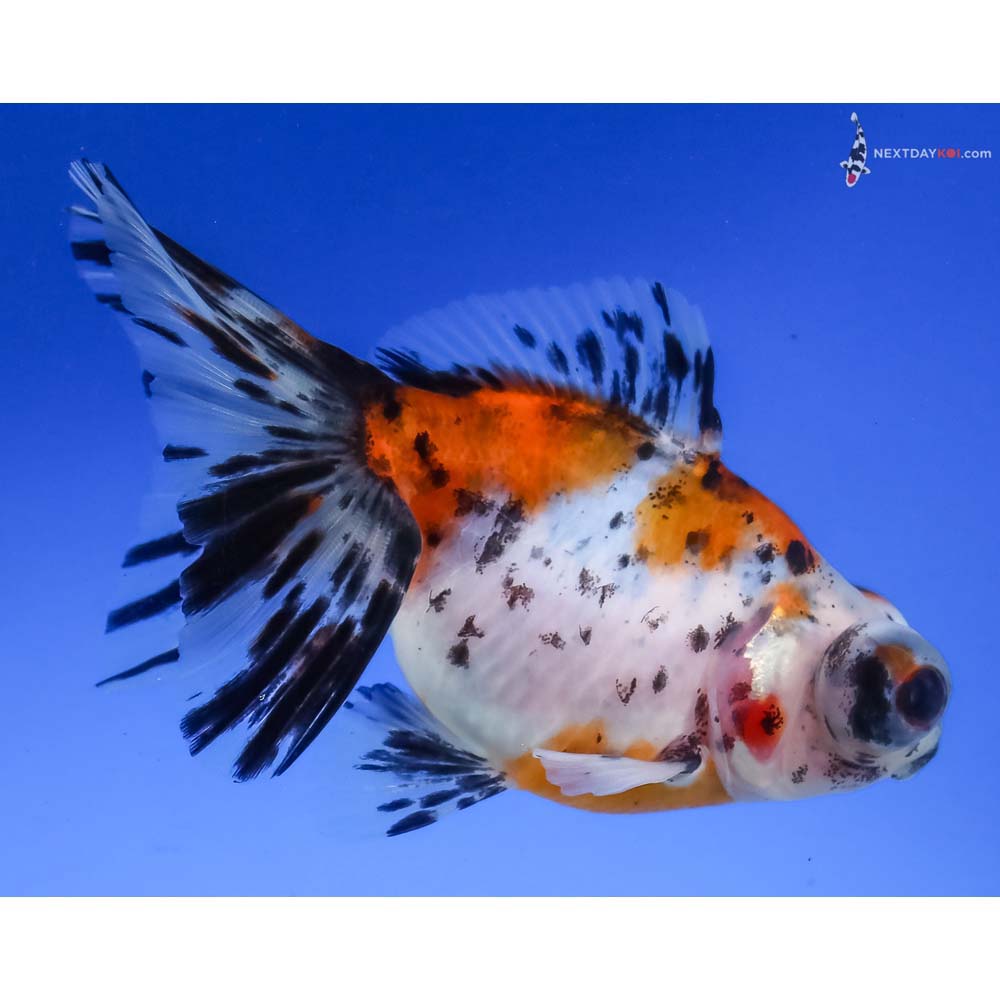 4” Imported Calico Butterfly Tail - Image 4