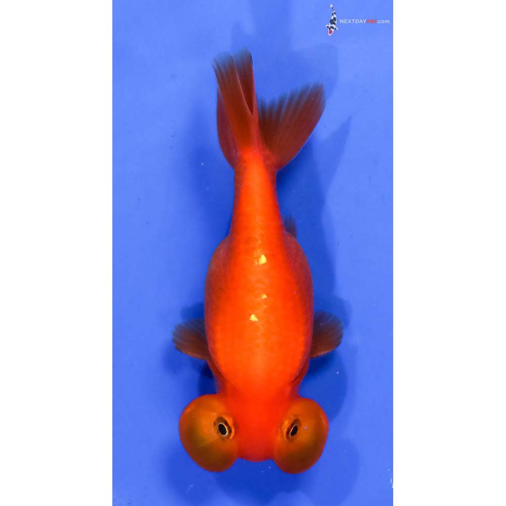 4” Imported Red Bubble Eye | Koi Fish For Sale