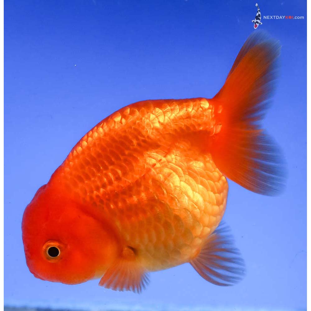3.5” Imported Red Ranchu - Image 2