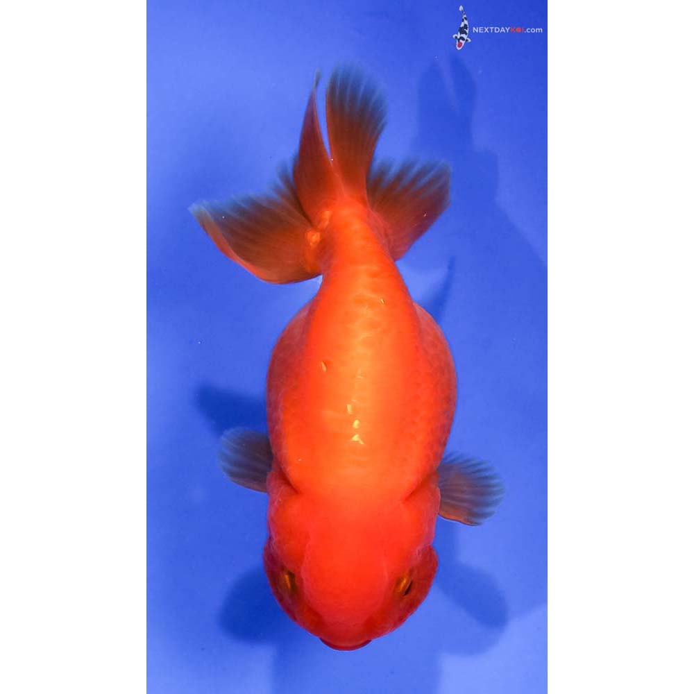 3.5” Imported Red Ranchu - Image 3