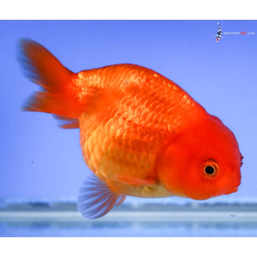 3.5” Imported Red Ranchu - Image 4