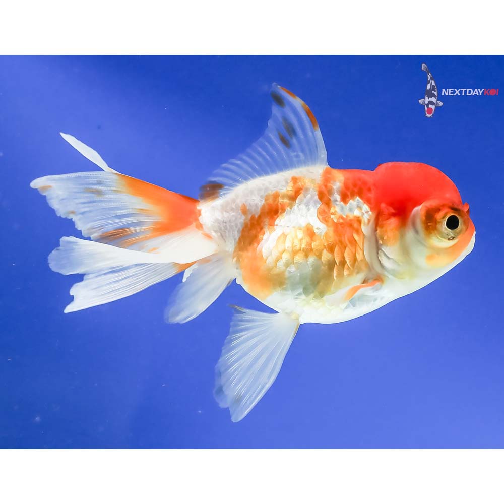 4” Imported Red and White Telescope Fantail | Koi Fish For Sale 4” Imported Red and White Telescope Fantail | Koi Fish For Sale