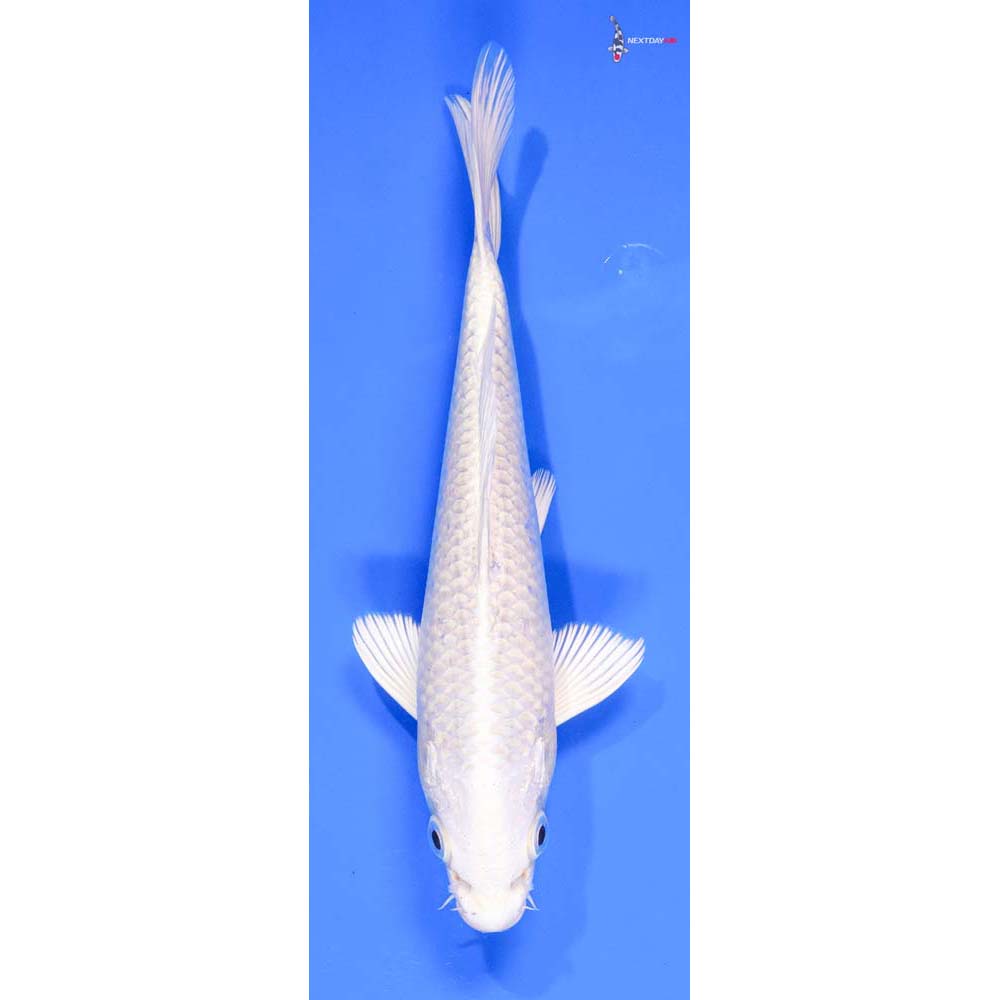 7.5” Imported Platinum Ogon