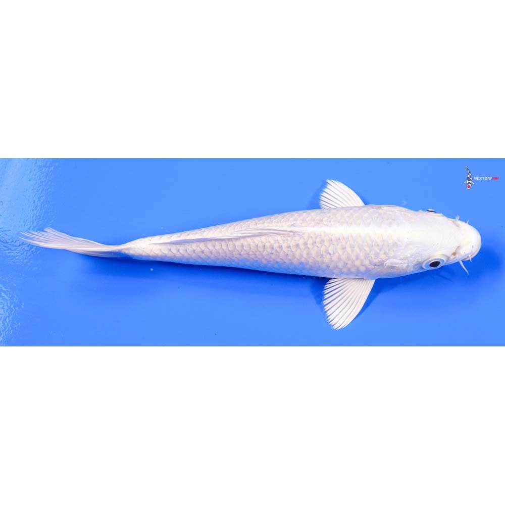 7.5” Imported Platinum Ogon - Image 2