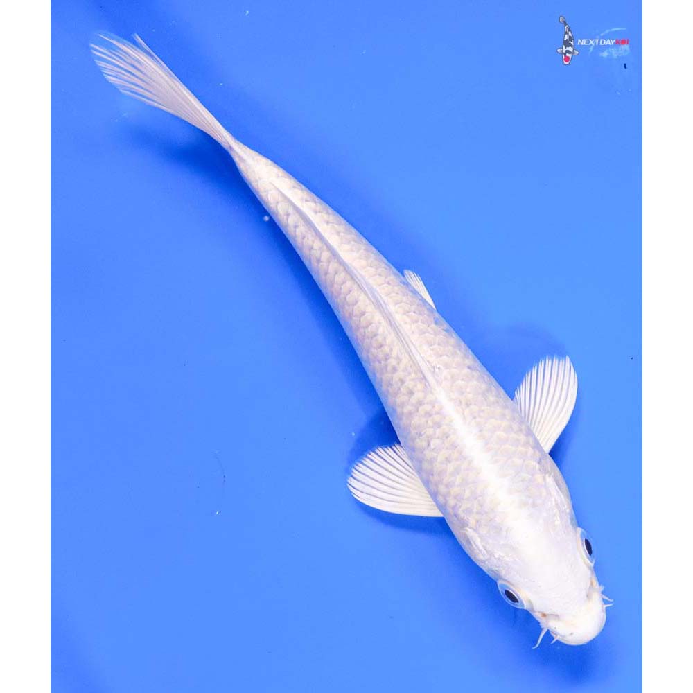 7.5” Imported Platinum Ogon - Image 3