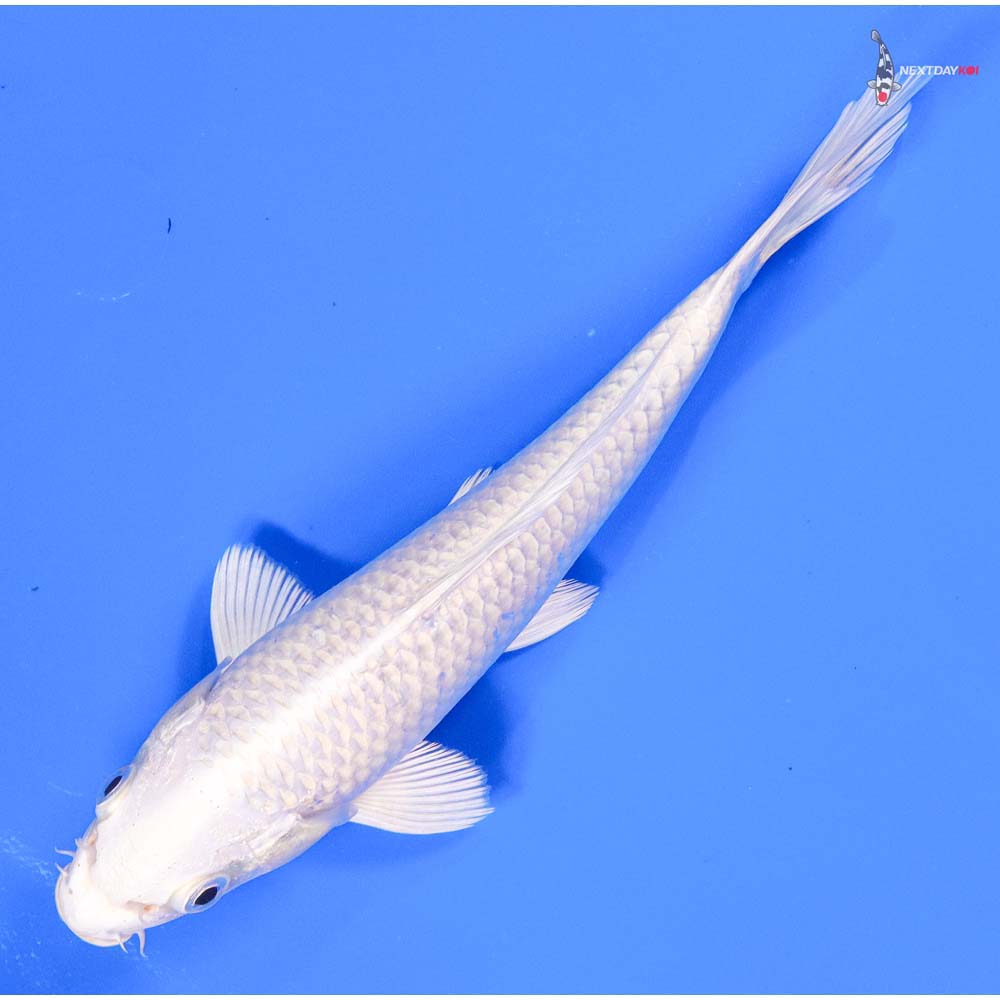 7.5” Imported Platinum Ogon - Image 4