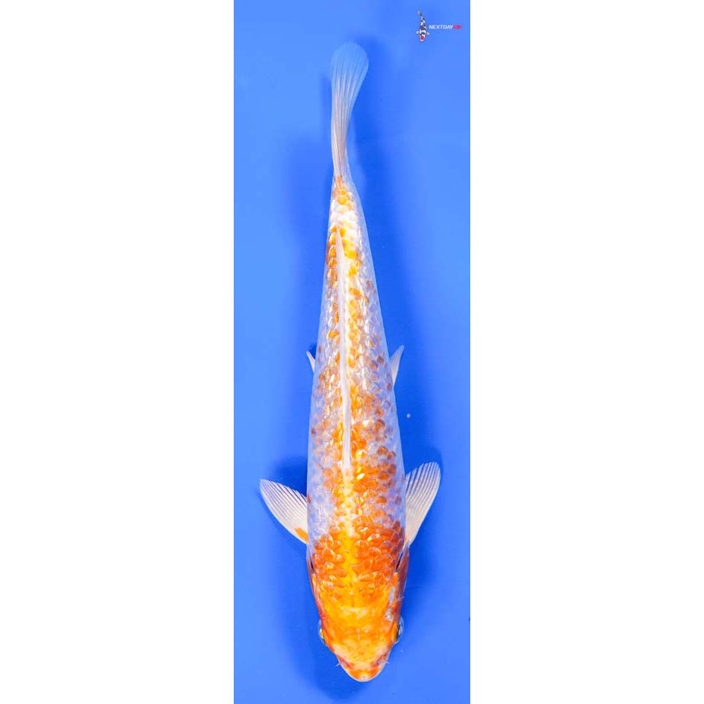 8.5” Imported Gin Rin Hariwake
