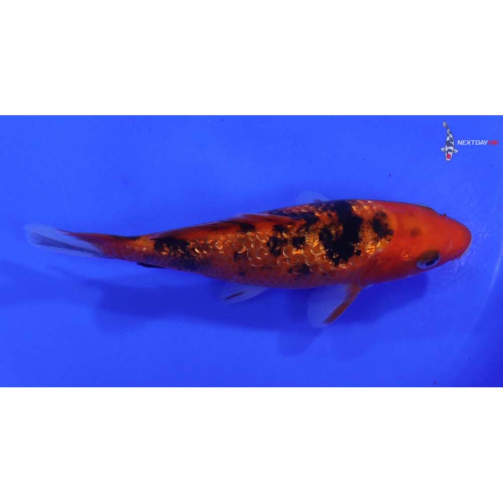 6.5” Imported Gin Rin Aka Bekko - Image 2