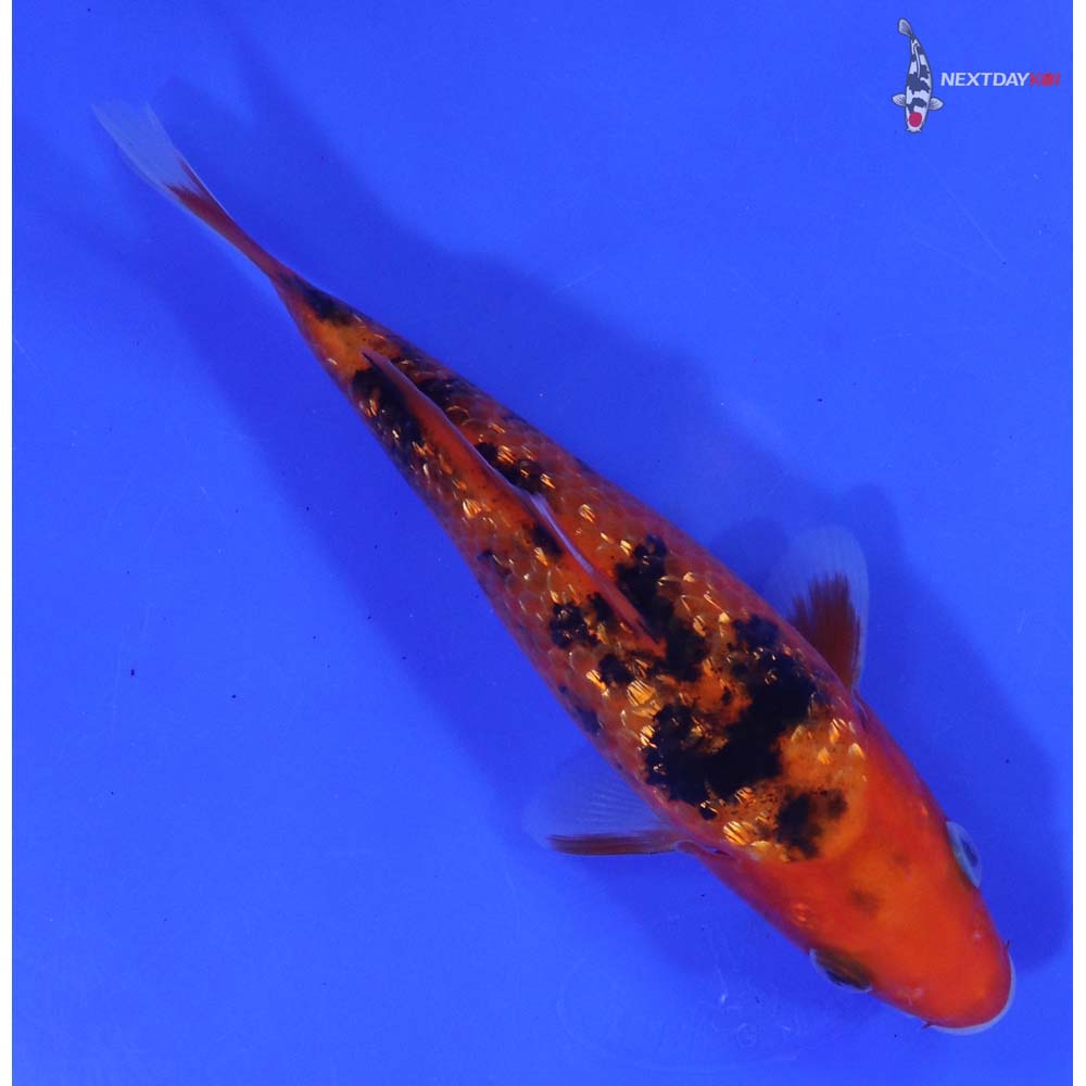 6.5” Imported Gin Rin Aka Bekko - Image 3