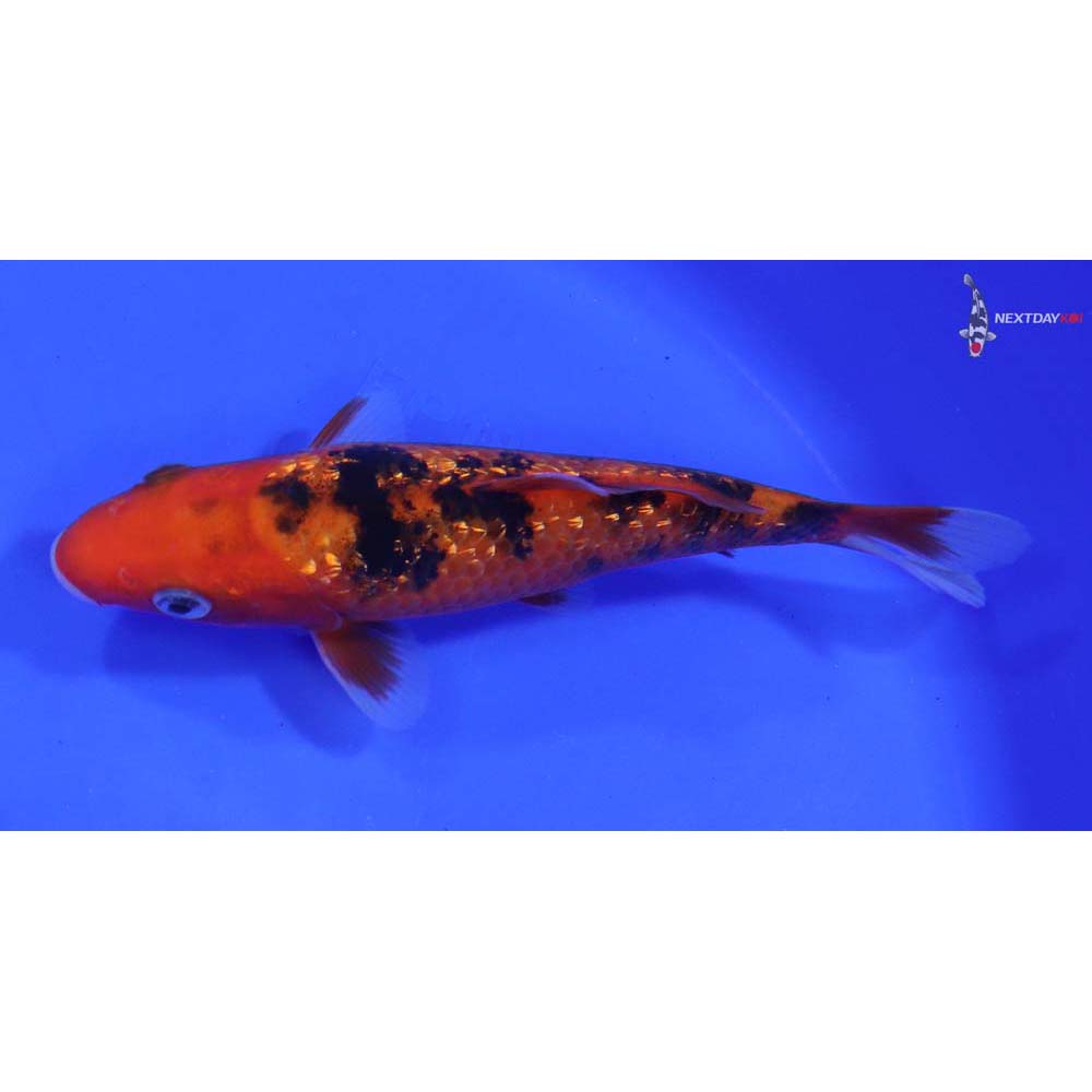 6.5” Imported Gin Rin Aka Bekko - Image 4