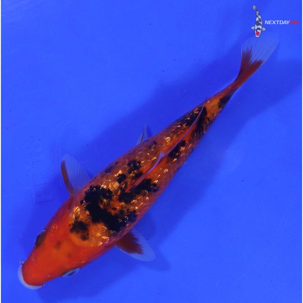 6.5” Imported Gin Rin Aka Bekko - Image 5