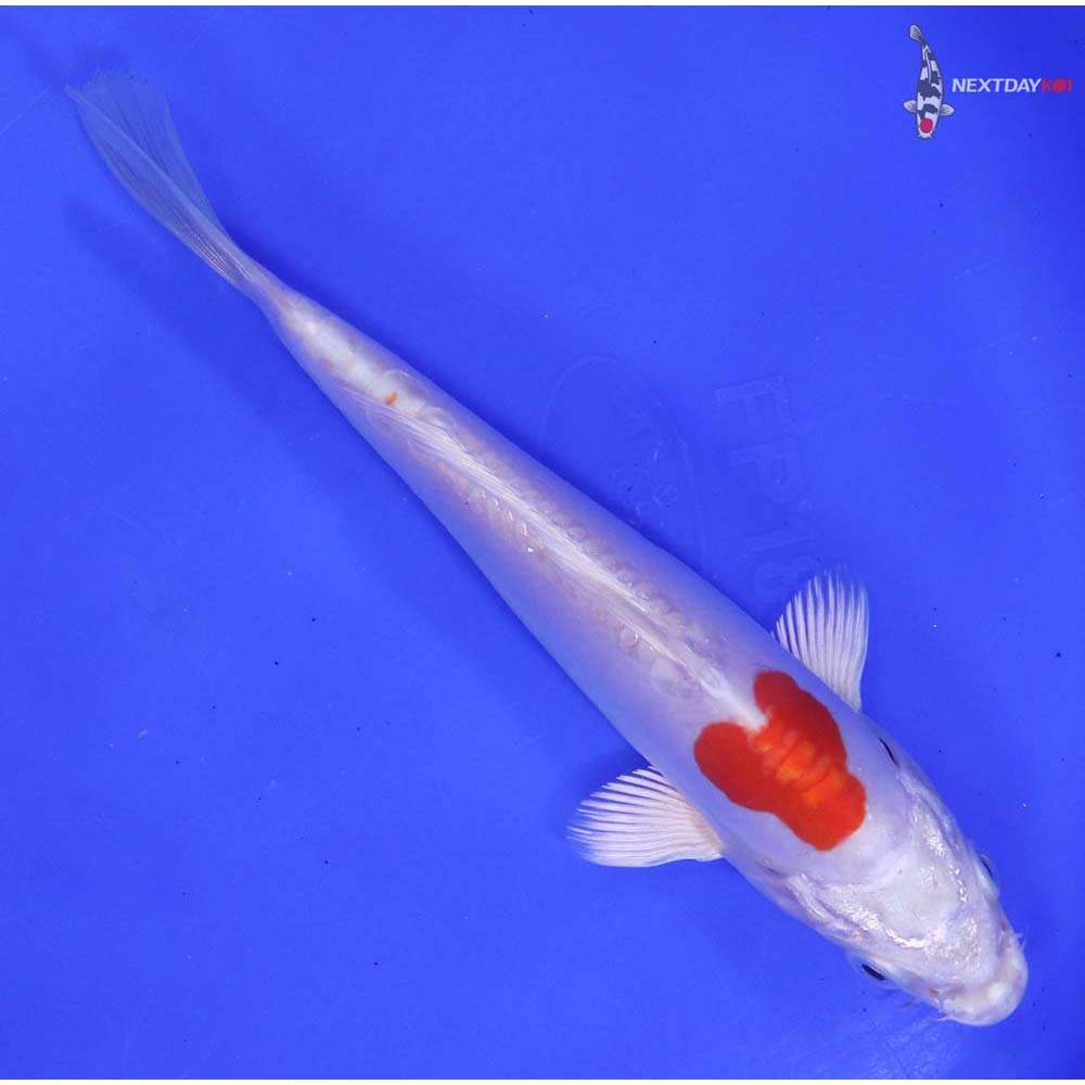 6.5” Imported Kikusui - Image 3