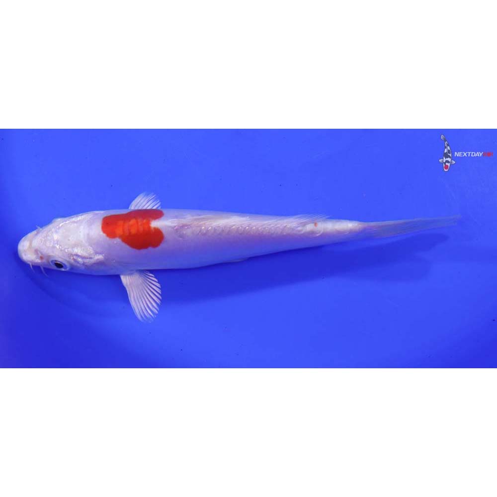 6.5” Imported Kikusui - Image 4