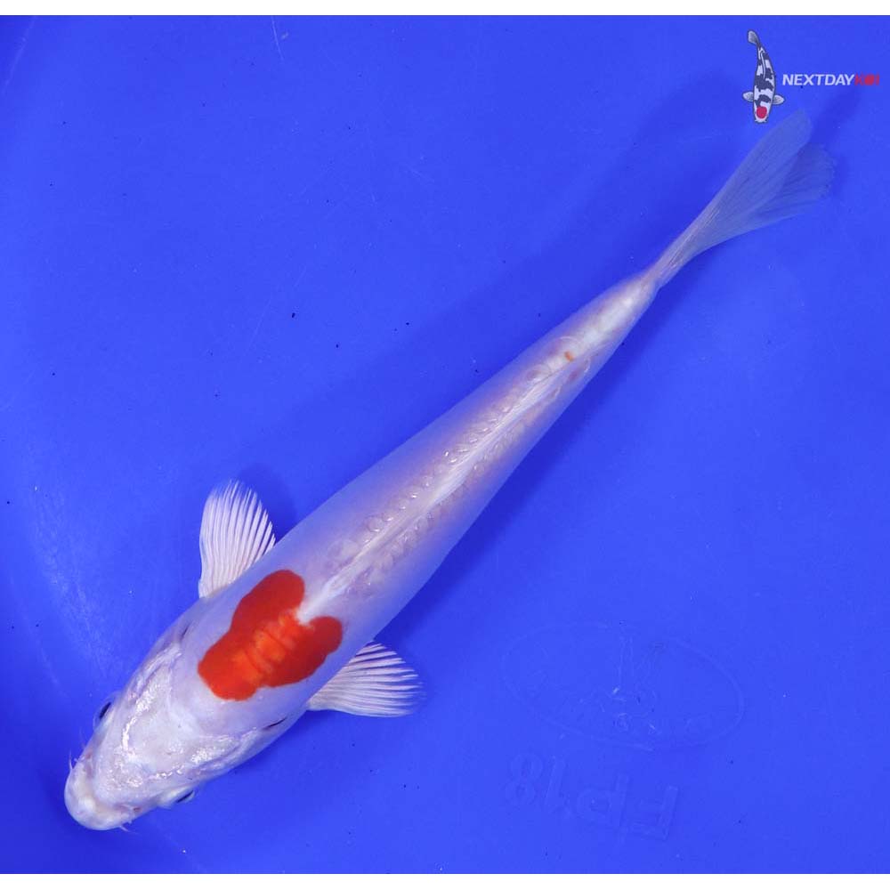 6.5” Imported Kikusui - Image 5