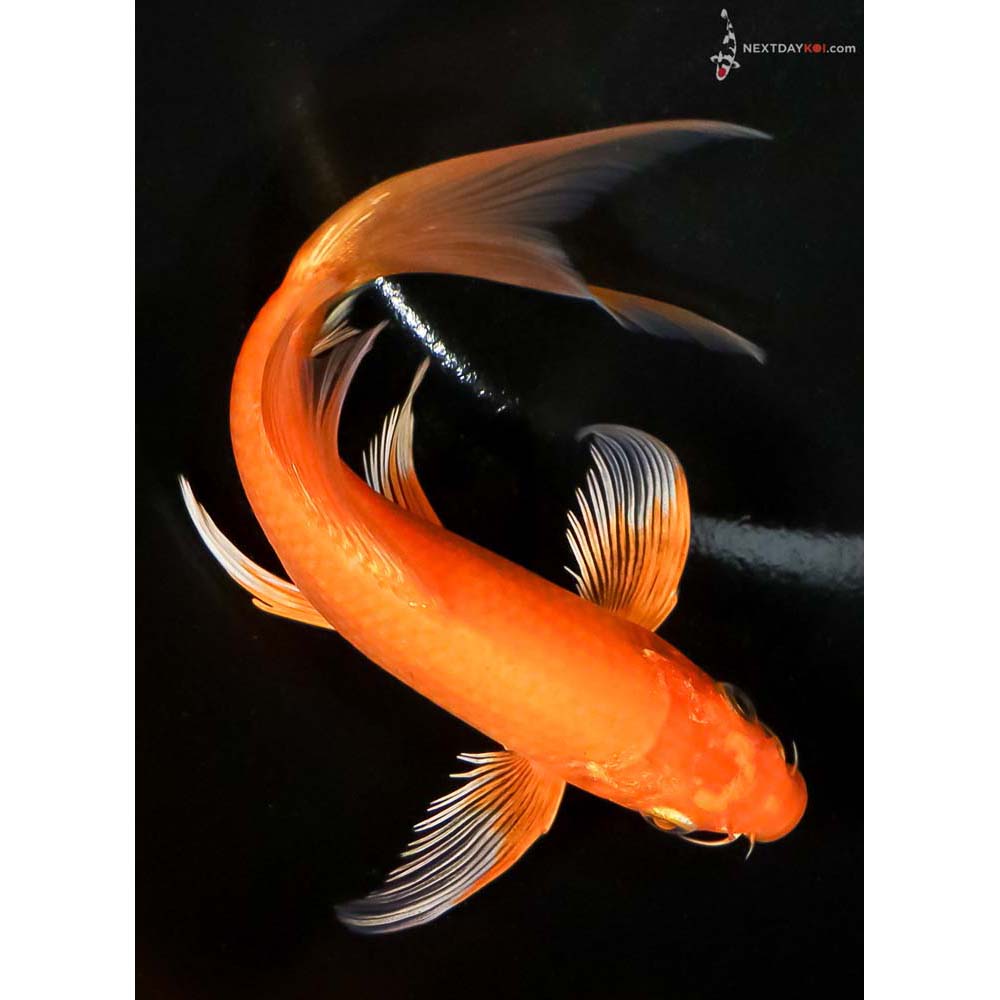 6.5” Imported Orenji Ogon Butterfly Koi