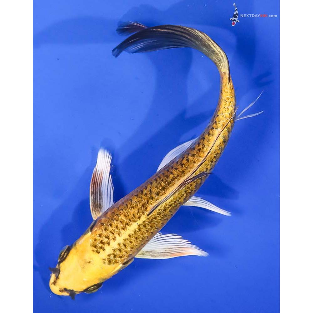 7” Imported Ki Matsuba Butterfly Koi