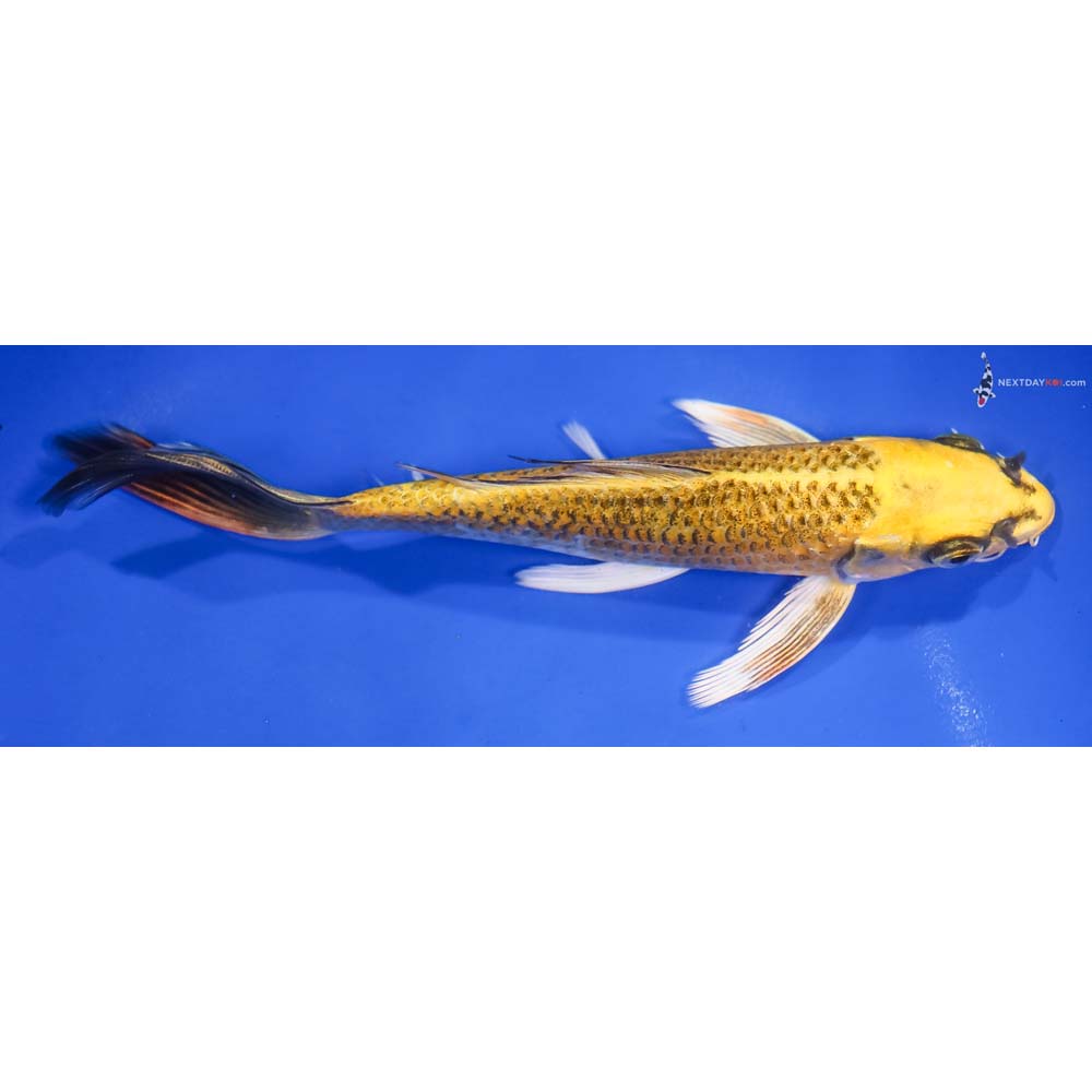 7” Imported Ki Matsuba Butterfly Koi - Image 2