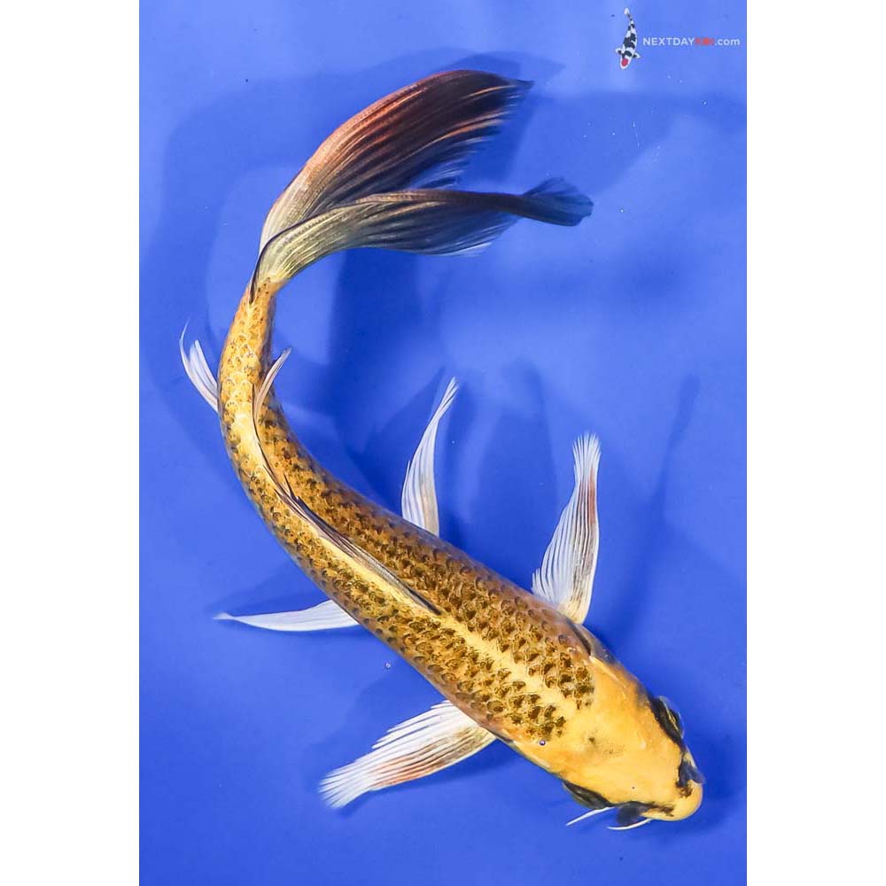7” Imported Ki Matsuba Butterfly Koi - Image 3
