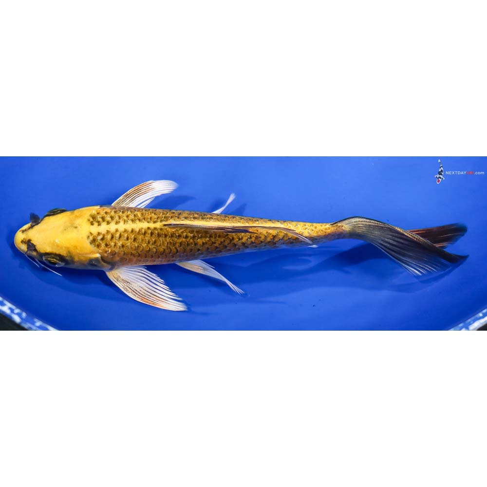 7” Imported Ki Matsuba Butterfly Koi - Image 4