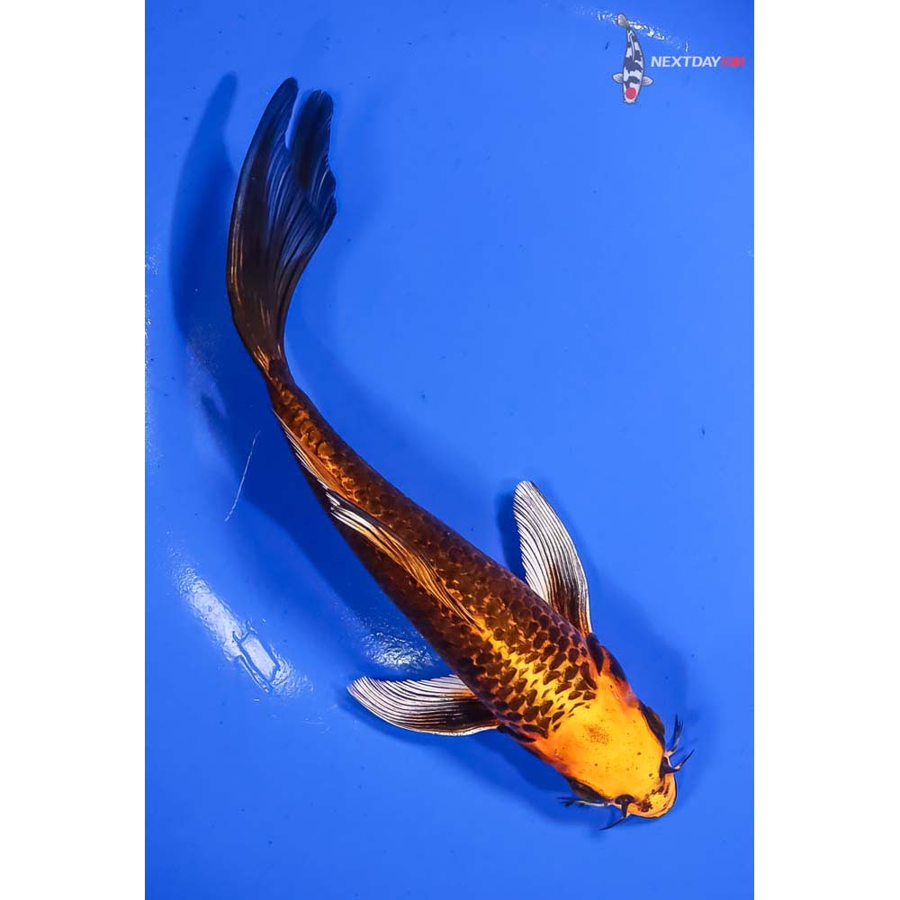 7.5” Imported Orenji Matsuba Butterfly Koi