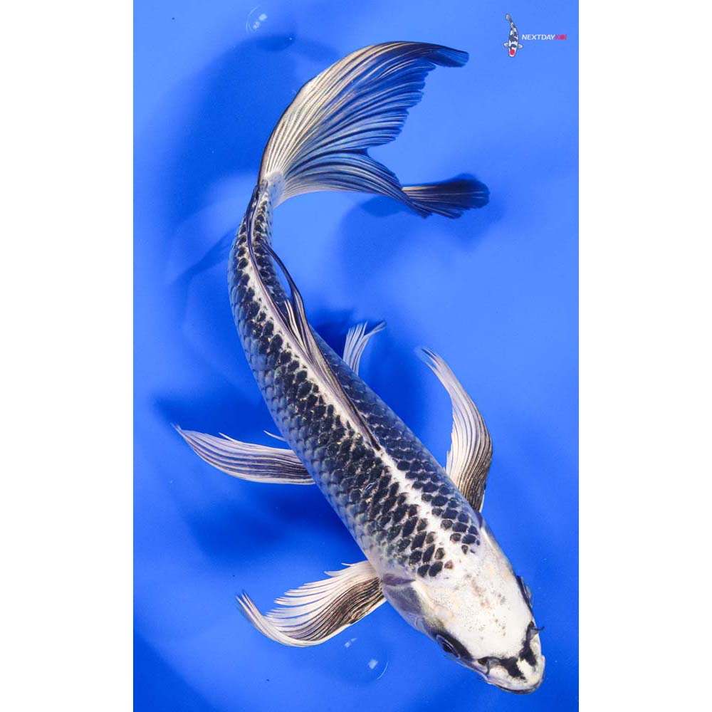 Matsuba Koi Fish For Sale | Next Day Koi
